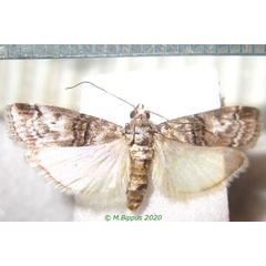 /filer/webapps/moths/media/images/C/capensis_Flabellobasis_AF_Bippus.jpg