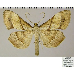/filer/webapps/moths/media/images/O/obliquata_Psilocladia_AM_ZSM.jpg