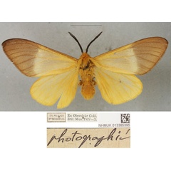 /filer/webapps/moths/media/images/D/diego_Bombyx_PLTM_BMNH_01.jpg