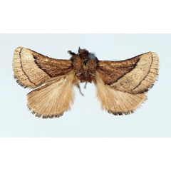 /filer/webapps/moths/media/images/P/prismallae_Omocenoides_AM_TMSA.jpg