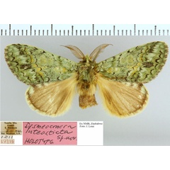 /filer/webapps/moths/media/images/L/luteosticta_Desmeocraera_HT_NMB.jpg