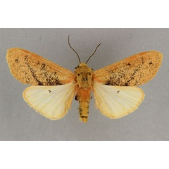 /filer/webapps/moths/media/images/A/approximans_Teracotona_AF_BMNH.jpg