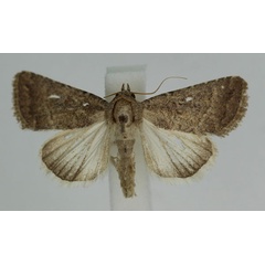 /filer/webapps/moths/media/images/V/viscosa_Condica_A_Monks_01.jpg
