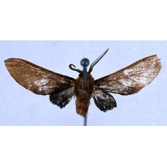 /filer/webapps/moths/media/images/X/xenops_Rhipidarctia_HT_BMNH_01.jpg
