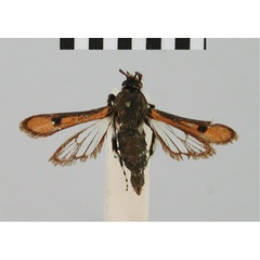 /filer/webapps/moths/media/images/S/sanguipennis_Homogyna_ST_BMNH.jpg