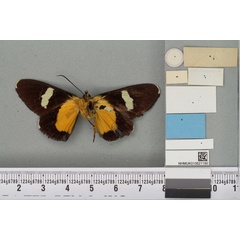/filer/webapps/moths/media/images/E/epipales_Agarista_LT_BMNHb.jpg