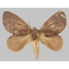 /filer/webapps/moths/media/images/N/nasuta_Rhynchobombyx_AF_ZSM.jpg