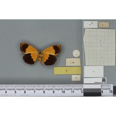/filer/webapps/moths/media/images/A/ambusta_Hypsa_HT_BMNHb.jpg