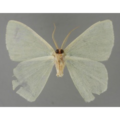 /filer/webapps/moths/media/images/N/niveicristata_Lophorrhachia_A_ZSM_02.jpg
