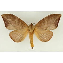 /filer/webapps/moths/media/images/R/rectilineata_Muzunguja_AF_Basquin_02.jpg