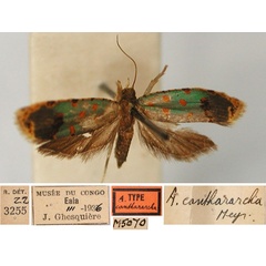 /filer/webapps/moths/media/images/C/canthararcha_Accra_HT_RMCA_01.jpg