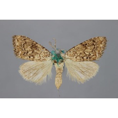 /filer/webapps/moths/media/images/A/argyrolepis_Meganola_HT_BMNH.jpg