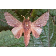 /filer/webapps/moths/media/images/O/obscura_Ocinaropsis_AM_Butler.jpg