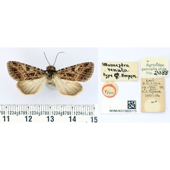/filer/webapps/moths/media/images/V/venata_Polia_HT_BMNH.jpg