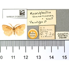 /filer/webapps/moths/media/images/C/cinnamomea_Macroplectra_PT_BMNH.jpg