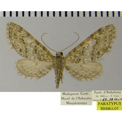 /filer/webapps/moths/media/images/V/vesiculata_Eupithecia_PTF_ZSM.jpg