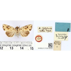 /filer/webapps/moths/media/images/N/natalensis_Apamea_HT_BMNH.jpg