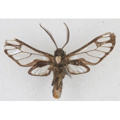 /filer/webapps/moths/media/images/D/dufranei_Pseudodiptera_HT_RBINS_02.jpg