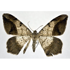 /filer/webapps/moths/media/images/F/fulvimargo_Chiasmia_A_NHMO.jpg