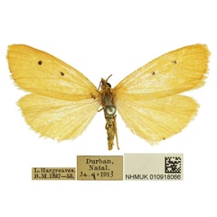 /filer/webapps/moths/media/images/R/rejecta_Cyana_AF_BMNH.jpg