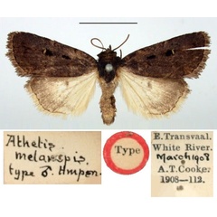 /filer/webapps/moths/media/images/M/melanopis_Athetis_HT_BMNH.jpg