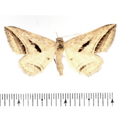 /filer/webapps/moths/media/images/P/proclinata_Marca_AM_BMNH_01.jpg