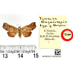 /filer/webapps/moths/media/images/T/trogocraspia_Egnasia_HT_BMNH.jpg