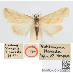 /filer/webapps/moths/media/images/F/flavida_Eublemma_HT_BMNH.jpg