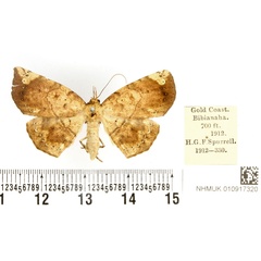 /filer/webapps/moths/media/images/S/spurrelli_Hollandia_PTF_BMNH_02.jpg