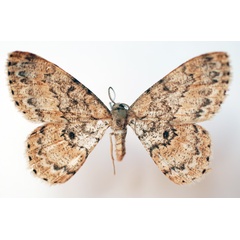 /filer/webapps/moths/media/images/L/lemairei_Zeuctoboarmia_AM_Sircoulomb.jpg