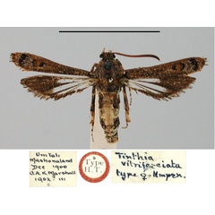 /filer/webapps/moths/media/images/V/vitrifasciata_Echidgnathia_HT_BMNH.jpg