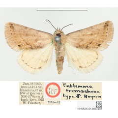 /filer/webapps/moths/media/images/E/eremochroa_Eublemma_HT_BMNH.jpg