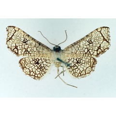 /filer/webapps/moths/media/images/N/nivosa_Nemea_AM_TMSA_02.jpg