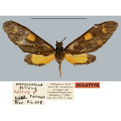 /filer/webapps/moths/media/images/P/petrusia_Maculonaclia_HT_MNHN.jpg