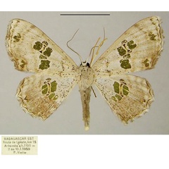 /filer/webapps/moths/media/images/M/malagasy_Antitrygodes_AF_ZSM.jpg