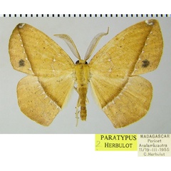/filer/webapps/moths/media/images/A/aurantiaca_Epigynopteryx_PTM_ZSMa.jpg