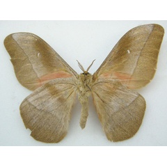 /filer/webapps/moths/media/images/W/waterloti_Nudaurelia_PTM_NHMUKb.jpg