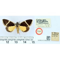 /filer/webapps/moths/media/images/P/postlutea_Colbusa_HT_BMNH.jpg