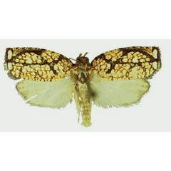 /filer/webapps/moths/media/images/P/phaetusa_Gnathodracon_HT_Karisch.jpg
