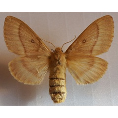 /filer/webapps/moths/media/images/T/trifolii_Lasiocampa_AF_Stroehle_01.jpg
