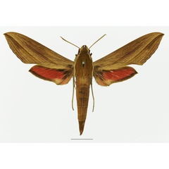 /filer/webapps/moths/media/images/G/gracilis_Hippotion_AF_Basquin_01a.jpg