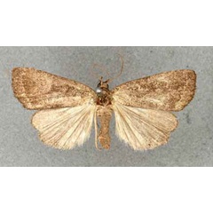 /filer/webapps/moths/media/images/M/malgassica_Acosmetia_HT_BMNH.jpg