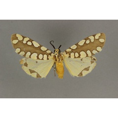 /filer/webapps/moths/media/images/S/sudanicus_Afrowatsonius_AM_BMNH.jpg