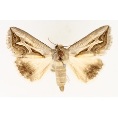 /filer/webapps/moths/media/images/R/rivulata_Cuneisigna_AF_TMSA_01.jpg