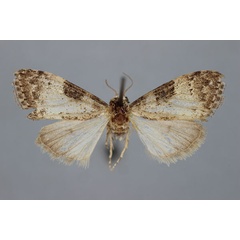 /filer/webapps/moths/media/images/E/euryochra_Meganola_HT_BMNH.jpg