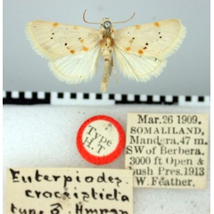/filer/webapps/moths/media/images/C/croceisticta_Euterpiodes_HT_BMNH.jpg