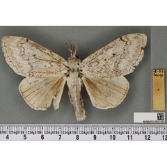 /filer/webapps/moths/media/images/A/ampliata_Dasychira_HT_BMNHa.jpg