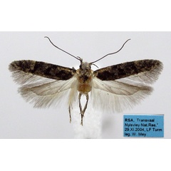 /filer/webapps/moths/media/images/C/cycota_Pseudotelphusa_AM_ZMHB.jpg