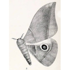 /filer/webapps/moths/media/images/R/rubricostalis_Gonimbrasia_HT_Kirby_1892_11-2.jpg