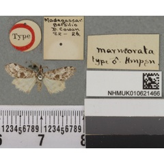 /filer/webapps/moths/media/images/M/marmorata_Nolosia_HT_BMNHa.jpg